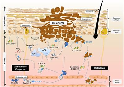 The Role of CXCR3 and Its Chemokine Ligands in Skin Disease and Cancer